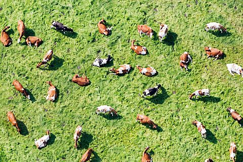 cows lie on the meadow