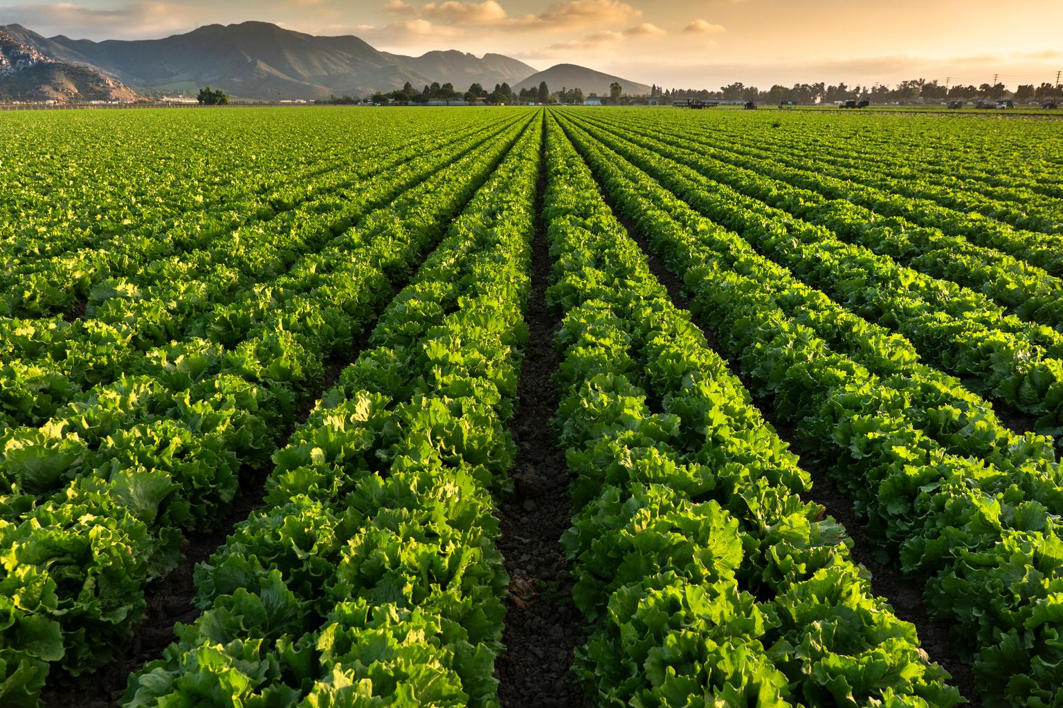 Crops grow on fertile agricultural farm land