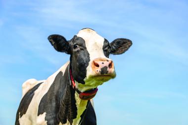 Cow wearing a GPS tracking collar representing GNSS livestock tracking applications in agriculture