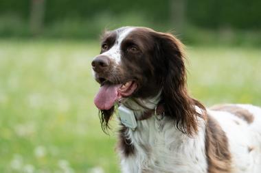 Dog wearing a GNSS tracking device on its collar representing low-power pet tracking applications