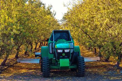 A green tractor pictured between two rows of trees with yellow leaves 