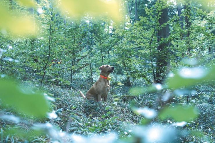 pet-tracking-header.jpg Protection level increase the QoS of pet tracking solutions