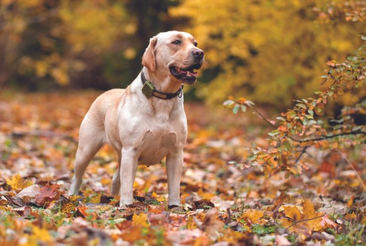pet-tracking