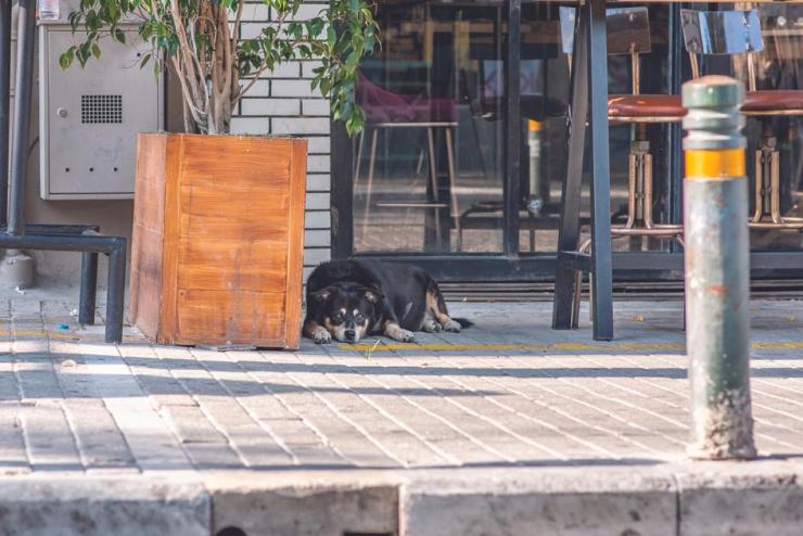 pet tracking device indoor and outdoor solution 