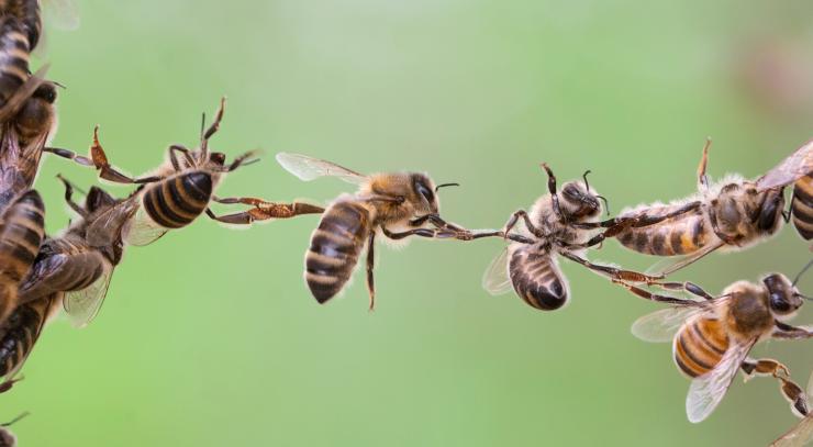 u-blox's module to monitor bees