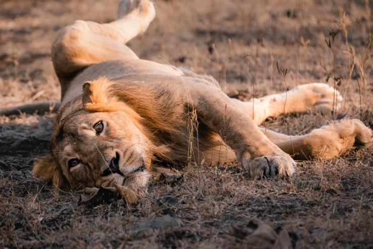 Positioning solution for tracking wildlife 