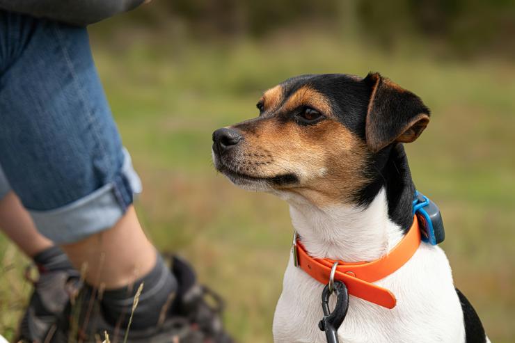 A Jack Russell terrier wearing a bright orange collar fitted with a gps tracker sits patiently in a country setting, next to a person in the background who is wearing denim jeans and walking boots.
