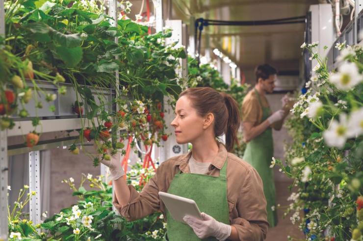 Cloud services simplify the automation of vertical farms