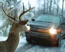 deer standing in front of SUV on a snowy forest road 