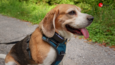 beagle-on-a-path-wearing-a-harness-with-a-pet-tracking-device